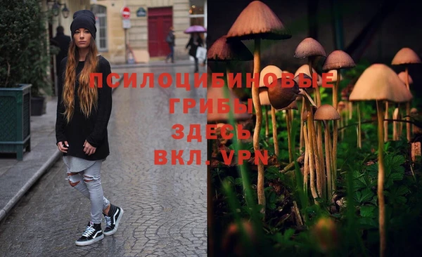 PSILOCYBIN Бородино