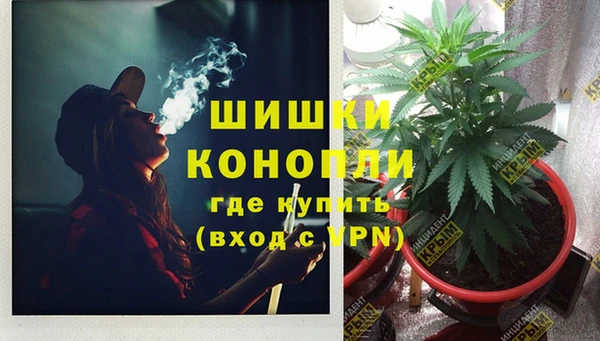 PSILOCYBIN Бородино